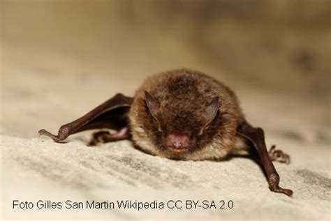 Fledermäuse Wasserfledermaus Myotis daubentonii Fledermausart