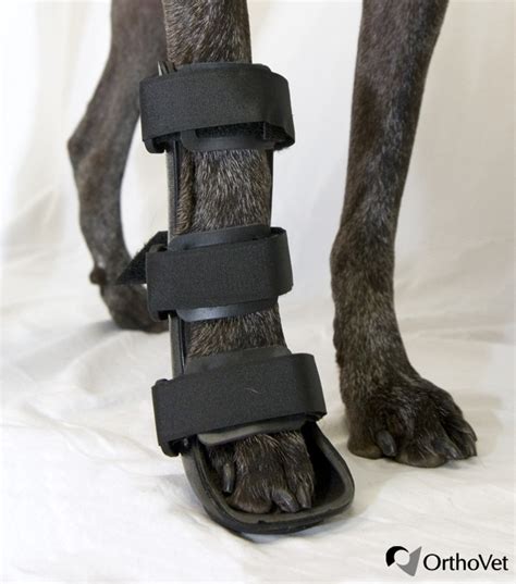 Front Leg Splint Orthovet Llc