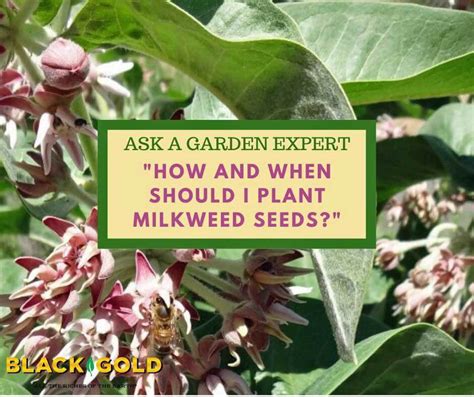 How and When Should I Plant Milkweed Seeds? – Black Gold