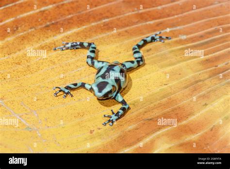 Rana De Dardo Venenoso Verde Y Negro Dendrobates Auratus Costa Rica