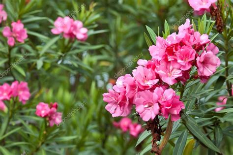 Oleander rose bay flower with leave Nerium oleander L — Stock Photo ...