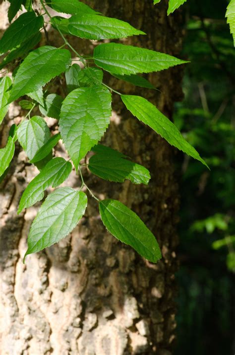 Sugarberry Plants Of Overton Park S Old Forest Memphis TN INaturalist