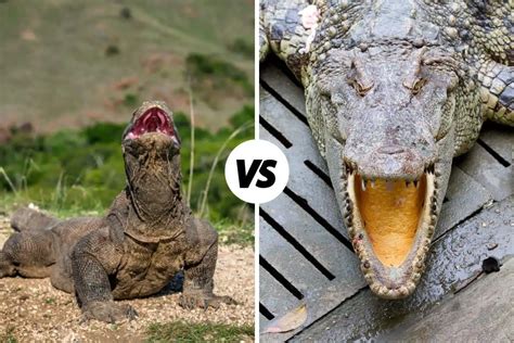 Komodo Dragon vs Crocodile: Differences And Similarities