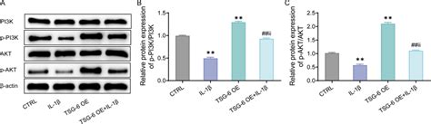 Activation Of The Pi K Akt Signaling Pathway By Tsg In Il Induced