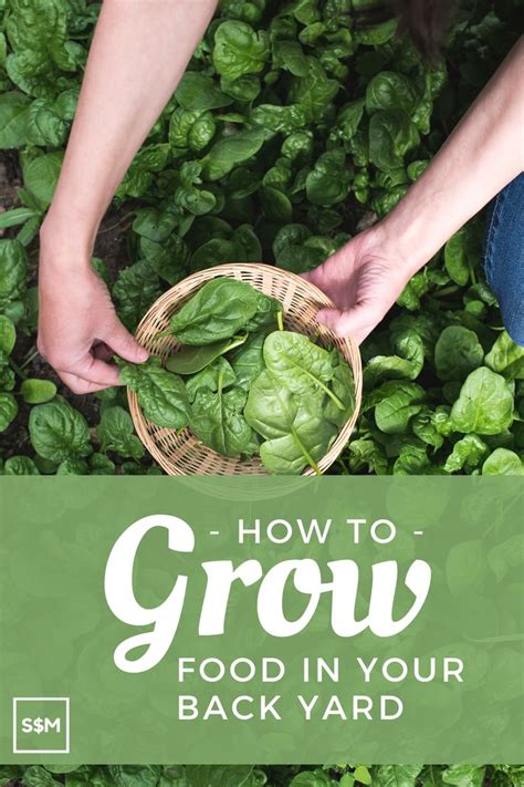 Someone Holding A Basket Full Of Spinach Leaves With The Words How To Grow Food In Your Back Yard