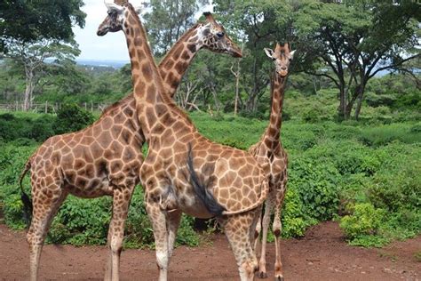 Nairobi Giraffes Elephant Orphanage Small Group Tour