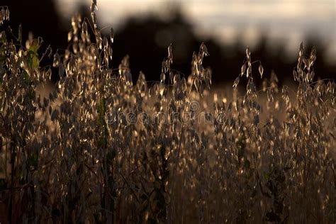 Golden Corn Field In Sunset Backlight Stock Image Image Of Silhouette