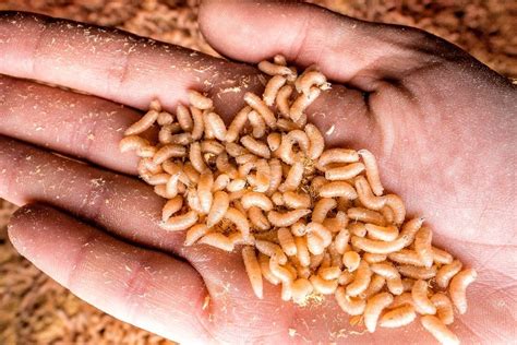 Maggots Found In Food Could Lead To Fly Problem Catseye Pest Control