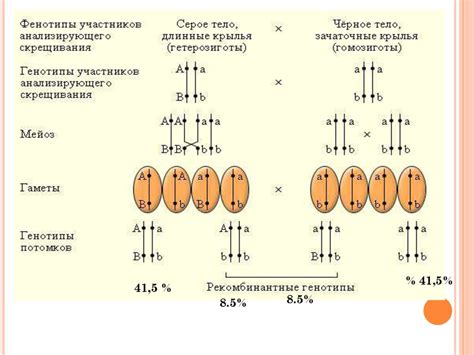 Кроссинговер - презентация онлайн