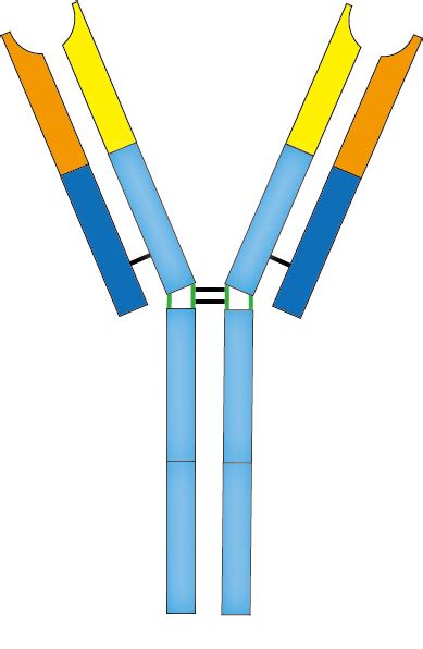 Antibody Png 20 Free Cliparts Download Images On Clipground 2025