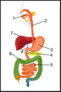 Biologie Systeme Digestif Diagram Quizlet