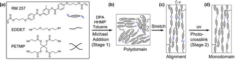 Schematic Of Monodomain Programing Via A Two Stage Thiol Acrylate