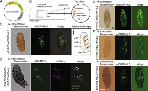 In Vivo Expression Vector Derived From Anhydrobiotic Tardigrade Genome