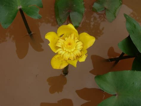 Nuphar lutea (Cultivated) – eFlora of India