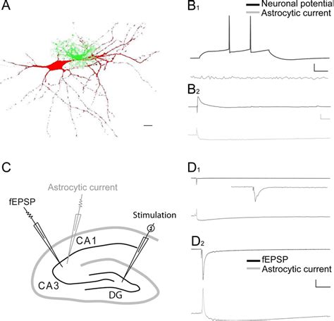 Dual Recordings Of Synaptically Induced Neuronal And Astroglial