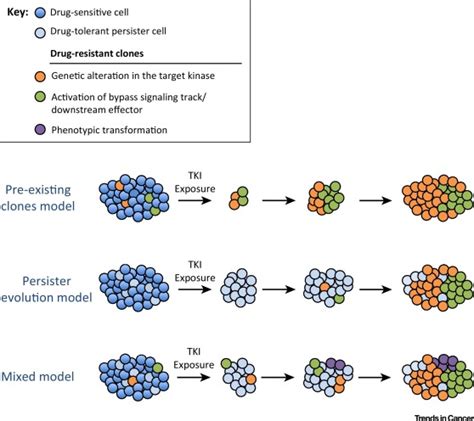 Resisting Resistance Targeted Therapies In Lung Cancer Trends In Cancer