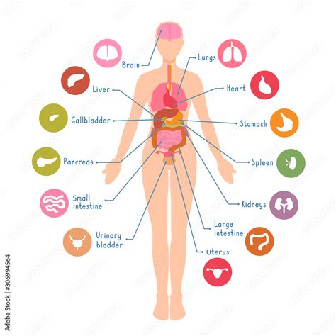 Human Body Organs Diagram