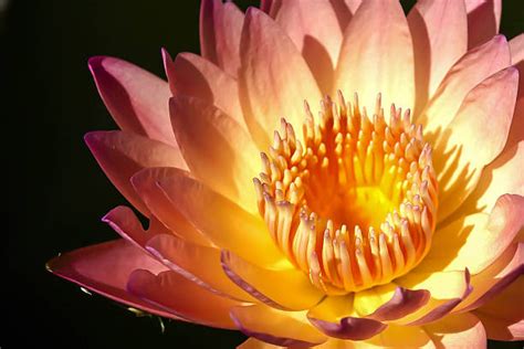 70+ Nymphaea Caerulea Blue Lotus Flower Stock Photos, Pictures ...