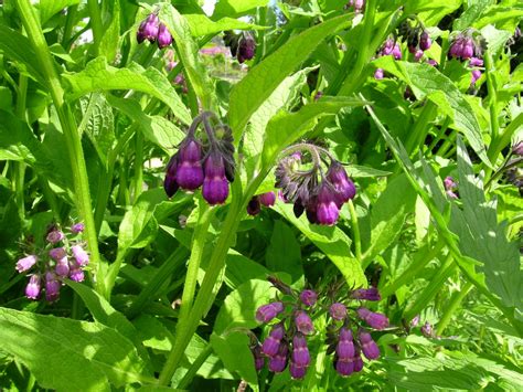 Plantes sauvages ou ornementales comestibles L ACTU de l Université