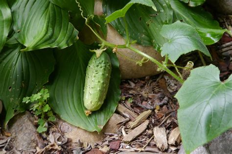 Tried To Grow A Pickle Plant This Year I Got About A Dozen Pickles And