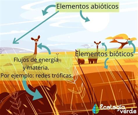 Cómo Funciona Un Ecosistema Relaciones Flujos Sucesión Y Equilibrio