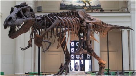 Sue Is The Largest Best Preserved And Most Complete T Rex Fossil Ever