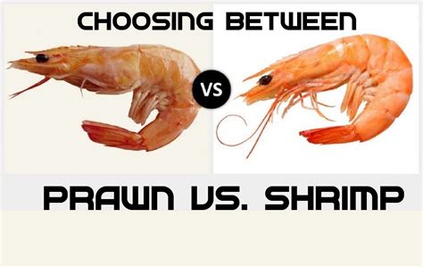 Prawn vs Shrimp - Difference and Comparison