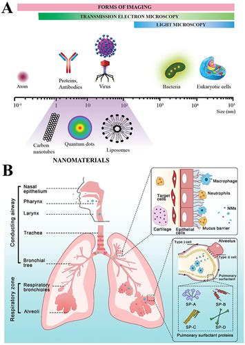 Full Article Opportunities And Challenges For Inhalable Nanomedicine