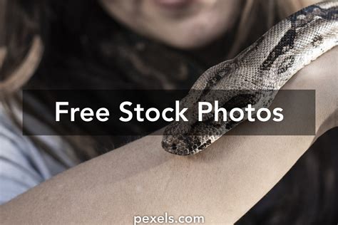 python family      python family stock