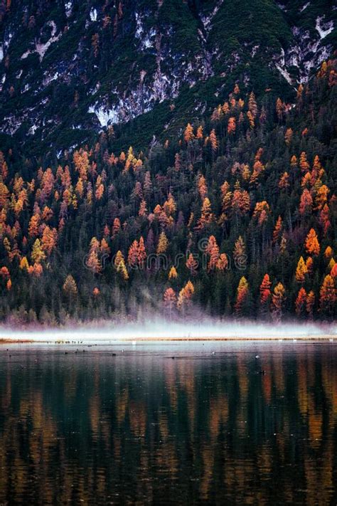 Autumn Colours Of Lake Toblacher See Lago Di Dobbiaco In Dolomites