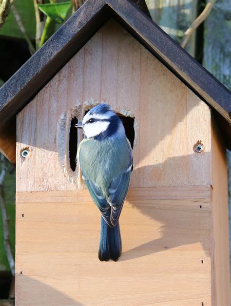 Blue Tit Bird Box Telegraph