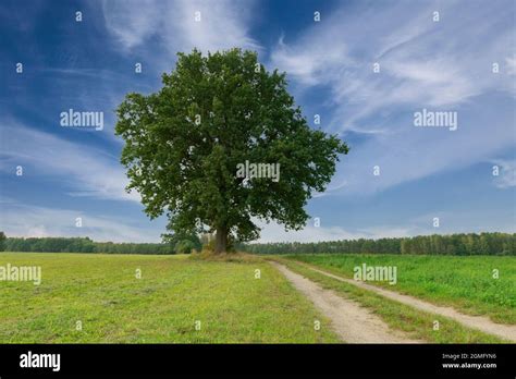 grass grassy plain  res stock photography  images alamy