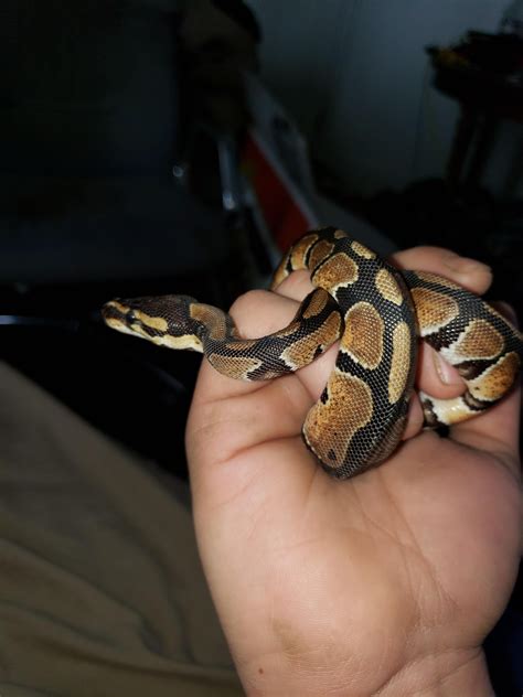 My Pet Ball Python Jormungandrbitly2vt5oxs Ball Python Pet