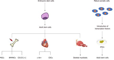 Adult Stem Cell Diagram