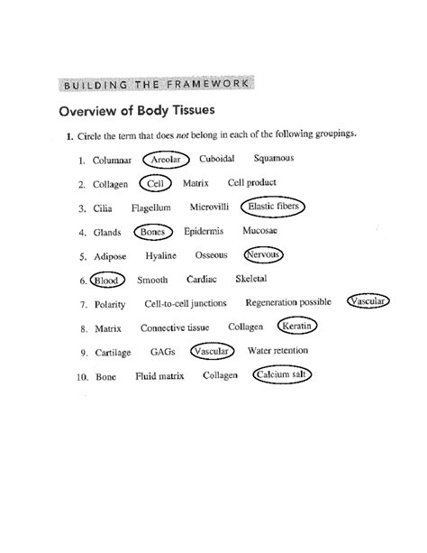 Chapter 4 Tissue Worksheet Matrix Matrix Dense Fibrous Connective Tissue Bone Skeletal Muscle