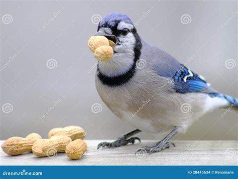 Blue Jay with Peanuts stock photo. Image of faces, stands - 28445634