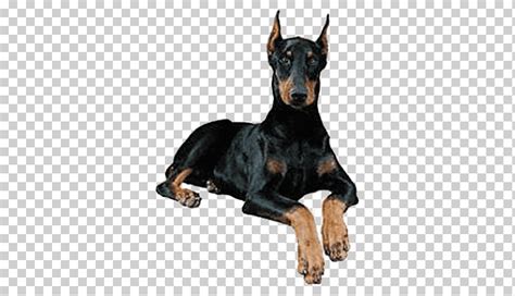 Dobermann miniatura pinscher alemán pinscher rottweiler labrador