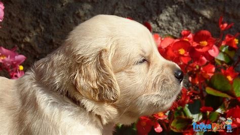 Disponibili Bellissimi Cuccioli Golden Retriever In Vendita A Almenno