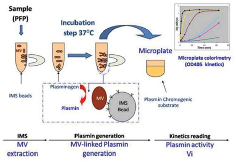 Schematic Sketch Of The Immunomagnetic Separation Based Download