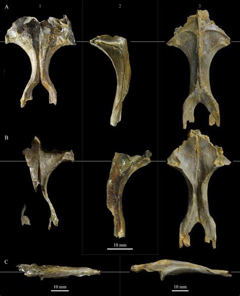 Comparison of the frontals of Parahesperornis KUVP 2287 (1),... | Download Scientific Diagram