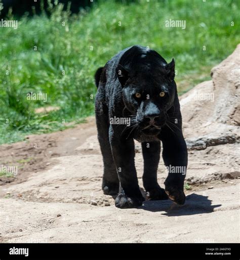 Una Pantera Negra Melanistic Es La Variante De Color De Cualquiera De