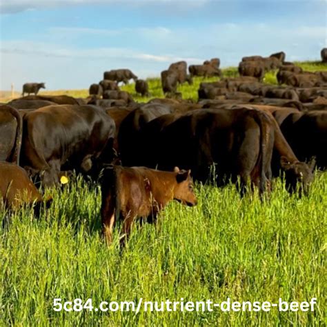 Nutrient Dense Beef - Beefing Up Our Health 