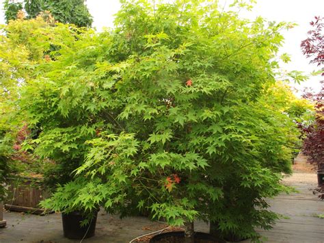 Buy Acer Palmatum Wintergold Specimen 1950 Conifer Kingdom