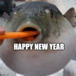 Pufferfish Eating Carrot Meme Generator Imgflip