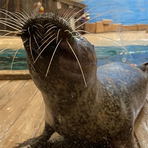 Jenkinson’s Aquarium Announces Death of Beloved Seal – Brick, NJ ...