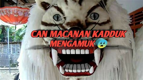 Can Macanan Kadduk Asal Jember Youtube