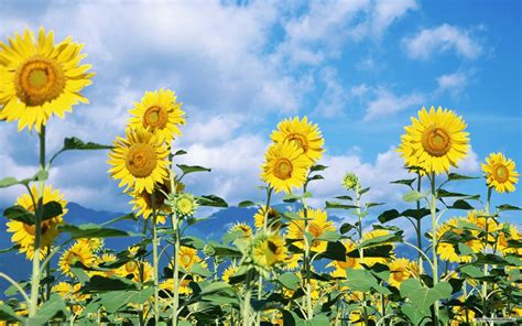 Sunflowers Garden Photo Picture Free Download For PC Desktop – Wallsev ...