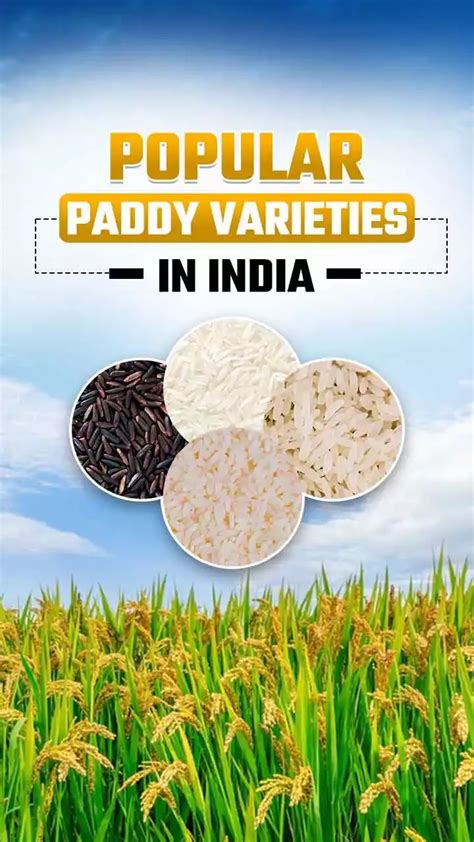 Top 5 Popular Paddy Varieties In India