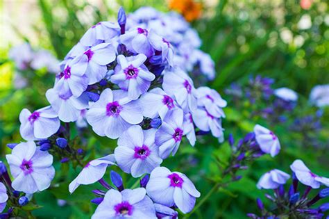 Phlox Garden Phlox Paniculata Blue Boy Degroot