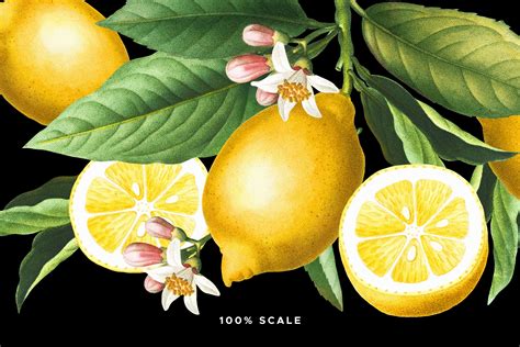 Vintage Lemon Graphic Collection Illustrations Creative Market